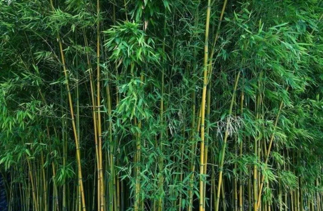 新葡京博彩官网