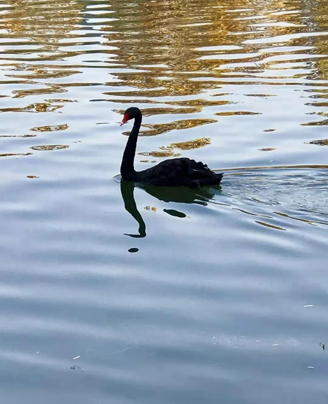 新葡京博彩官网